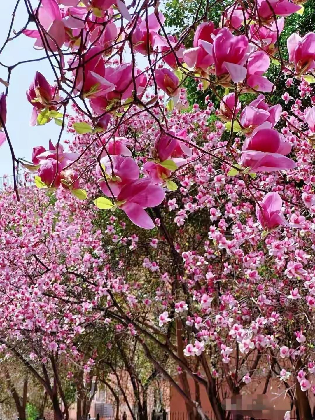 周末，三月忽然的冷雨
我躺床上，翻头条，抖音
图片，视频，匆匆的时光
偶尔，三月