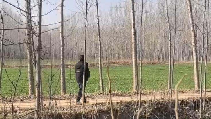 为啥很多中年人一回到老家，就爱独自往田埂上走？很多人看不懂，只有经历过的人才明白