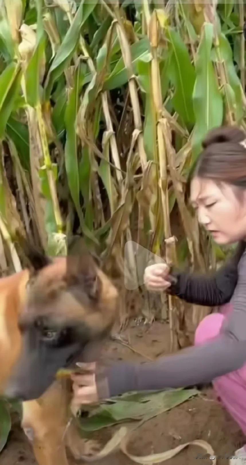 女主人在玉米地干活憾却有点一晕，狗狗擦却到，咬起狗绳叫她拴上，我们回家吧，到家狗