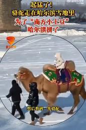 #哈尔滨惊现雪地骆驼#1月3日，黑龙江哈尔滨。有本地市民发现，铁路大桥下面雪地里