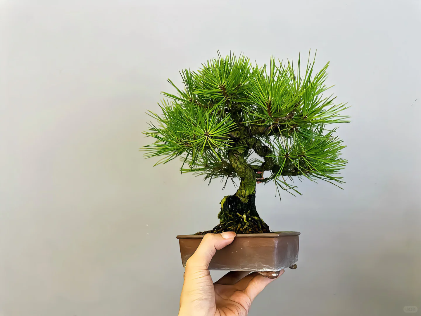 一颗线条优美却充满爆发力的小老松