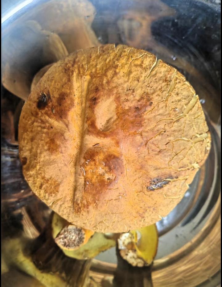 一到雨季，山林里的野生菌就悄悄冒出来。你看这朵牛肝菌，菌盖表面布满龟裂的纹路，黄