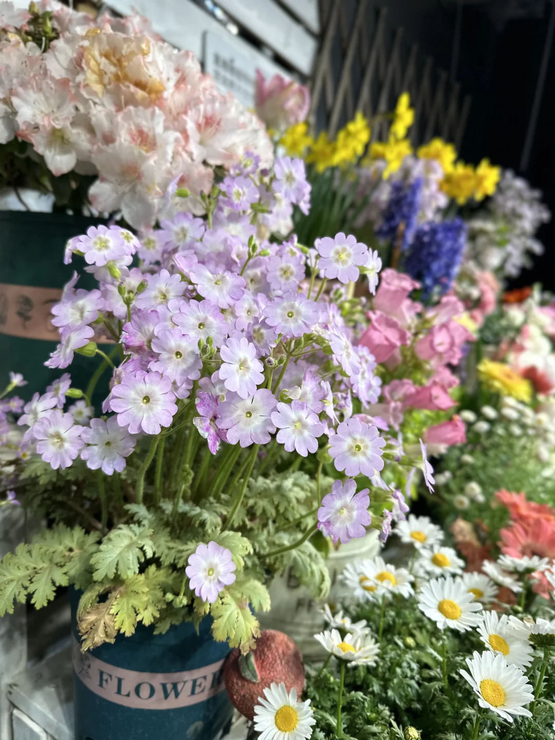 冬天才是阳台花园的高光季节🌟🌟