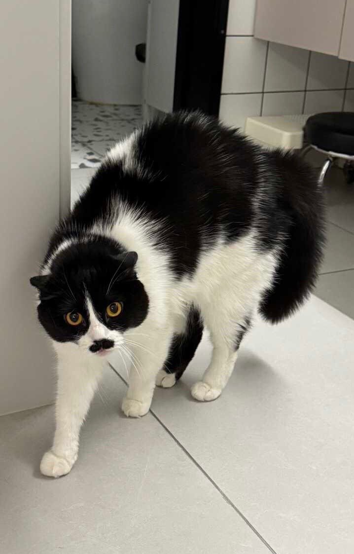 OMG，你吓到我了。daily奶牛猫 （投稿：） 