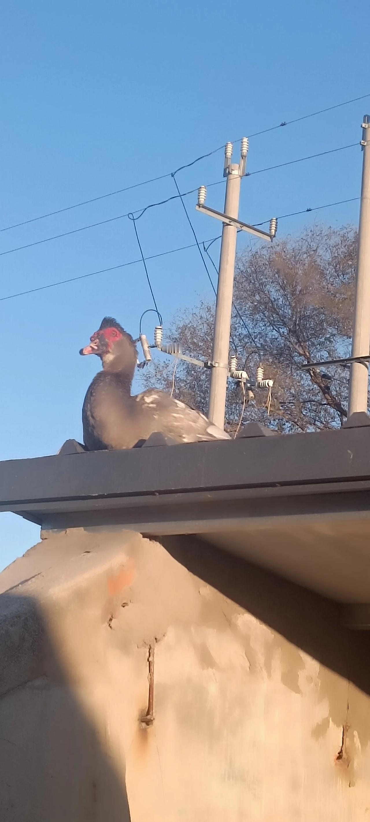 瞧瞧我二哥家的非洲雁，大清早的就飞上房，但它可不是去揭瓦，而是当上了看家护院的哨