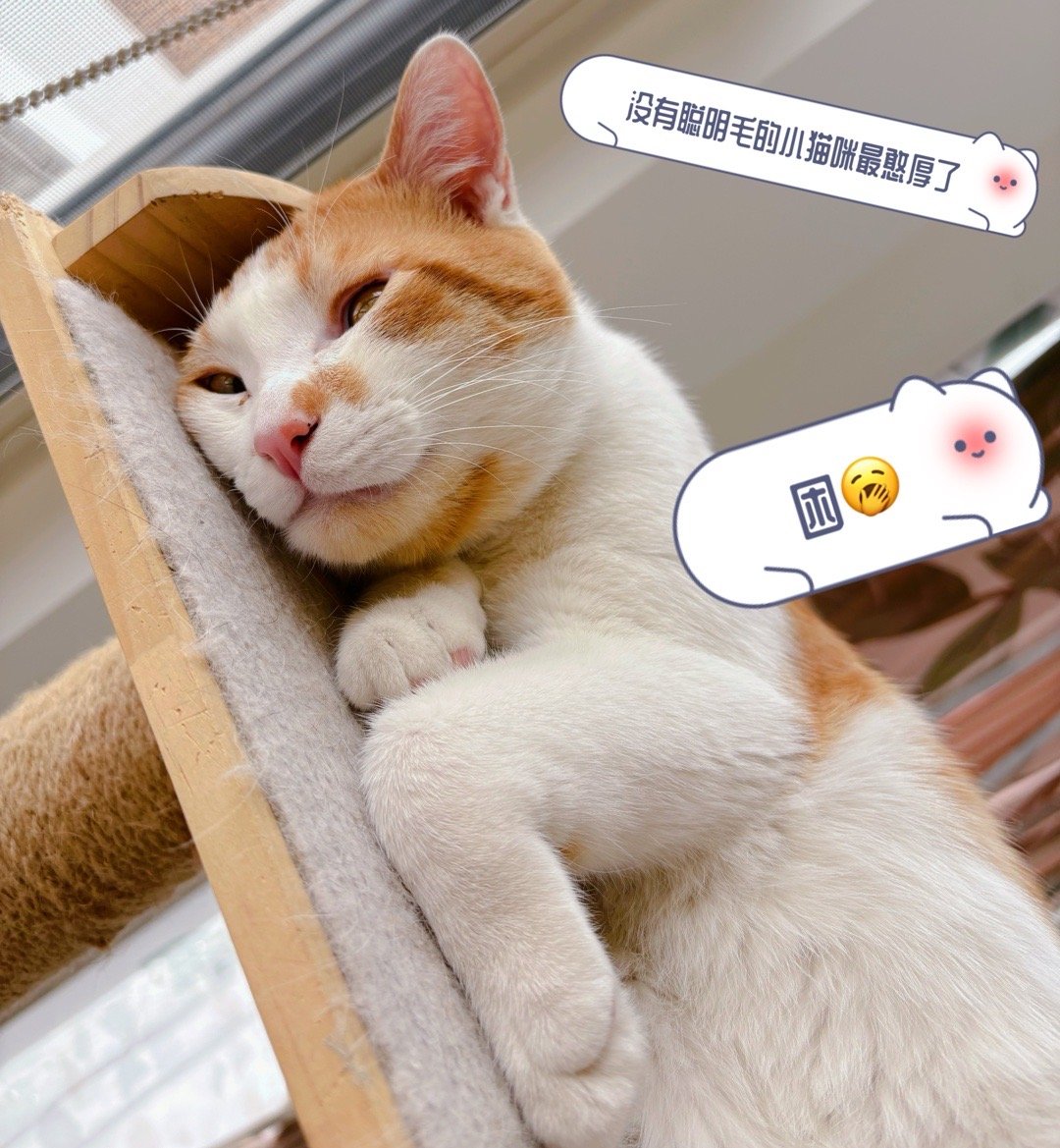 当我和卖猫抓板的商家说，我有12只猫，需要买好几个猫抓板爬架的时候，她马上把我列