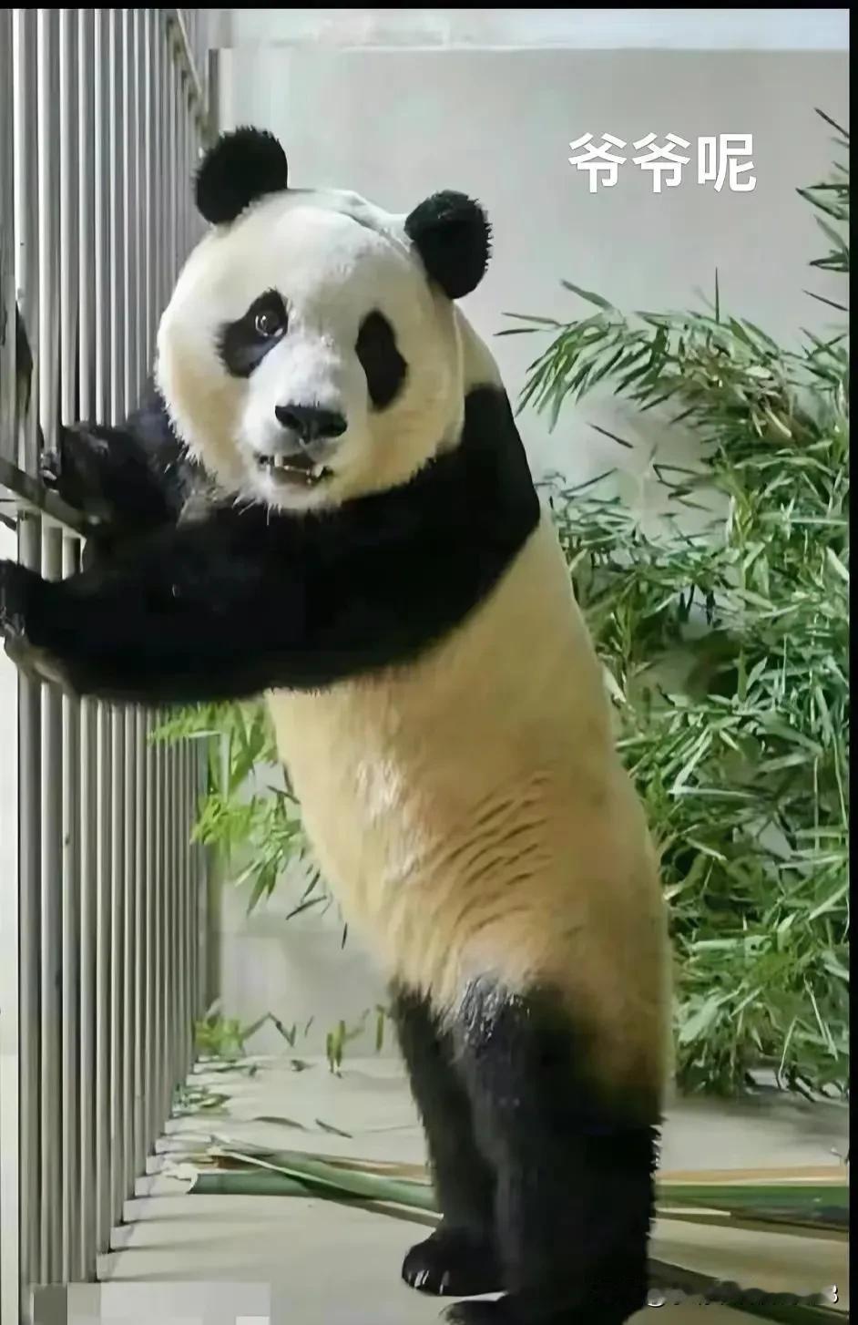 福宝：爷爷呢
姜爷：爷爷有急事，福宝好好吃饭，好好玩
宋爷：爷爷休息一周带福宝玩