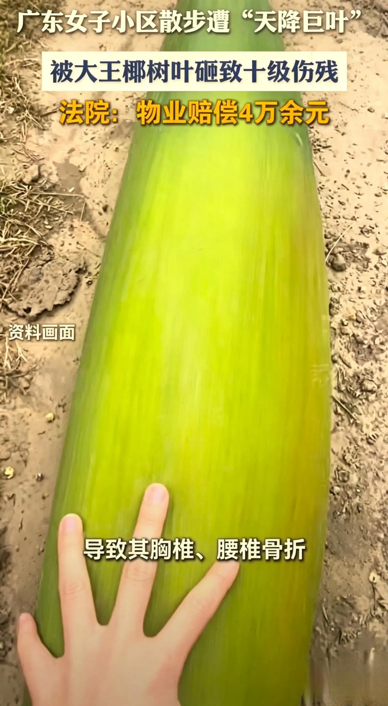 人人都以为树叶轻飘飘，为何它能把路人砸成十级伤残？
 大家一直都觉得，树叶轻飘飘