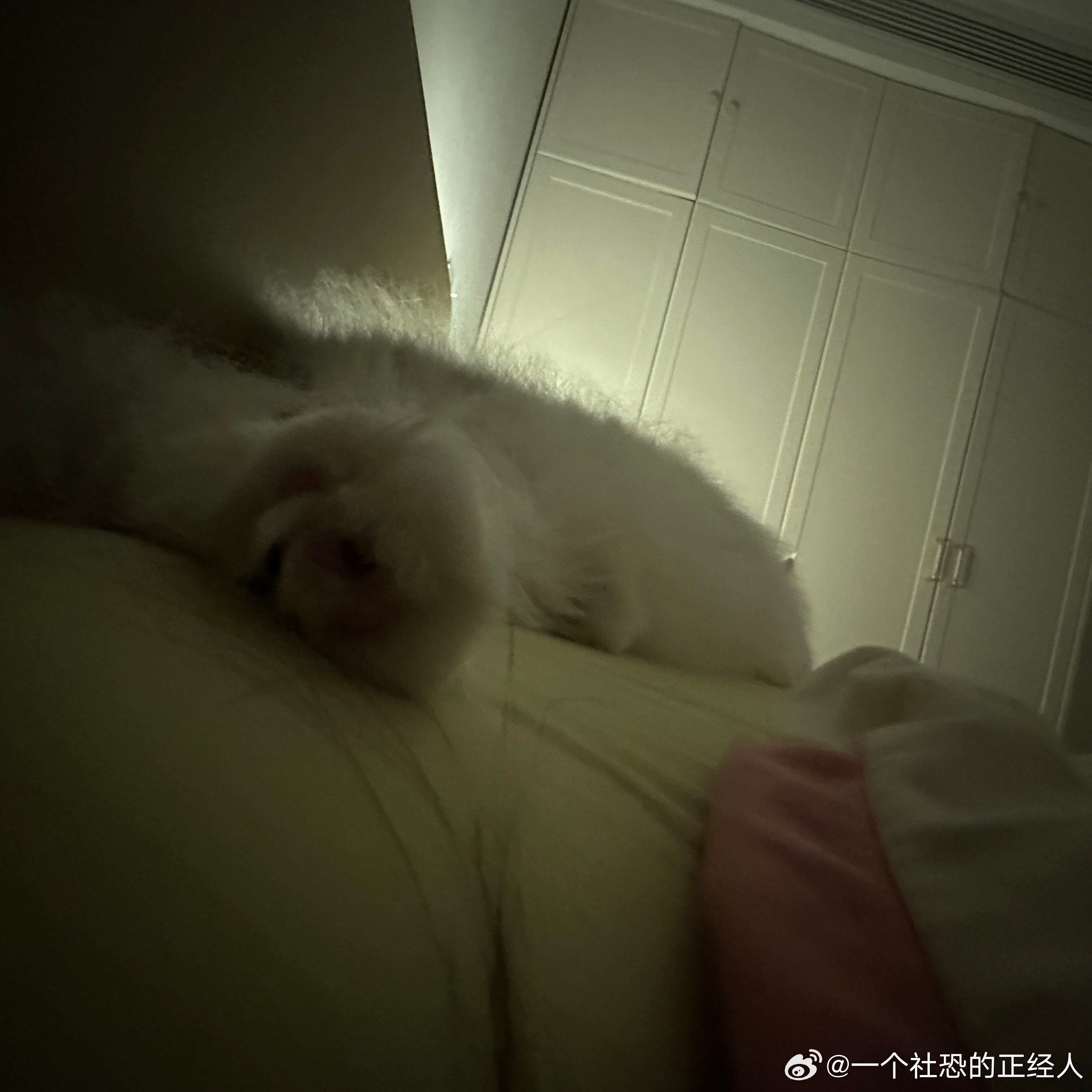不丢小丢毛茸茸小脚😺 
