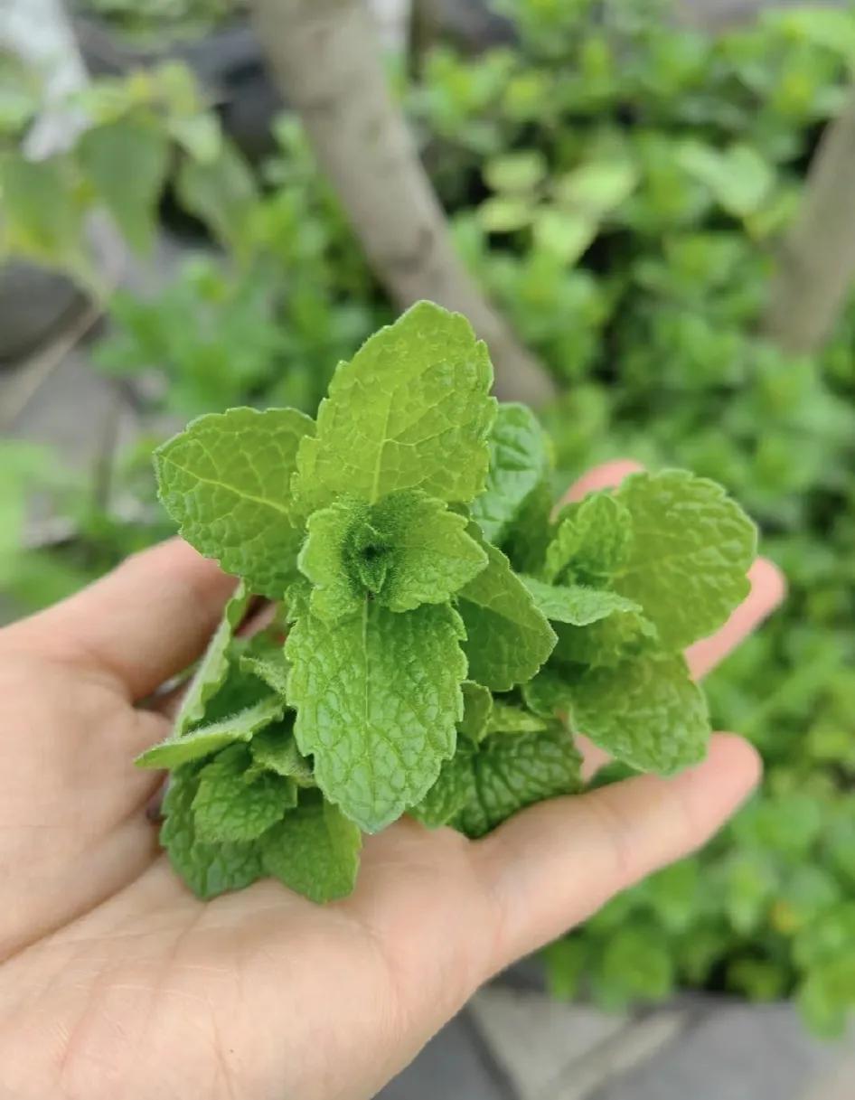 从老家摘下来的薄荷叶，我该怎么将它煮了就呢？
在我们老家，这个东西都是用来炒鸡蛋