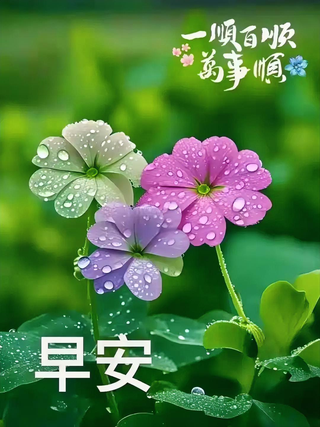 早安，一顺百顺万事顺，愿你今天的心情也如这雨后的花朵般绽放！🌸💕