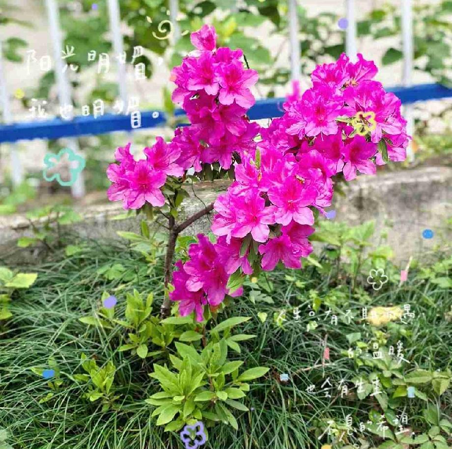 花慢慢开，
风慢慢吹，
我慢慢等。

浅夏的温柔，
总会落在，
肩头、眼眸。

