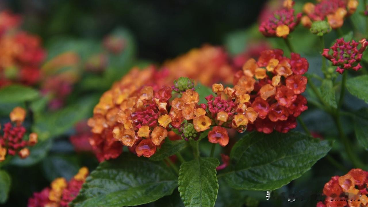 但色彩如此艳丽的马缨丹，却是一种既惊艳又危险的“双面”植物，因同一花序上颜色多变