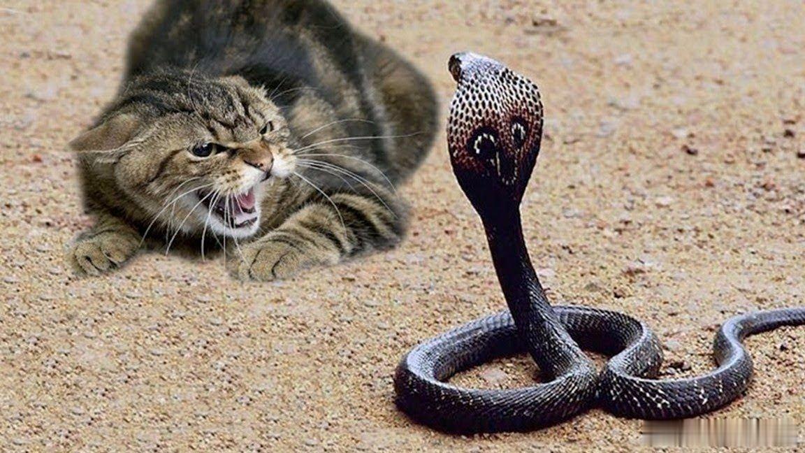 凤凰新闻【猫和蛇的世纪大战，连眼镜蛇都不放眼里】猫和蛇的世纪大战，连眼镜蛇都不放