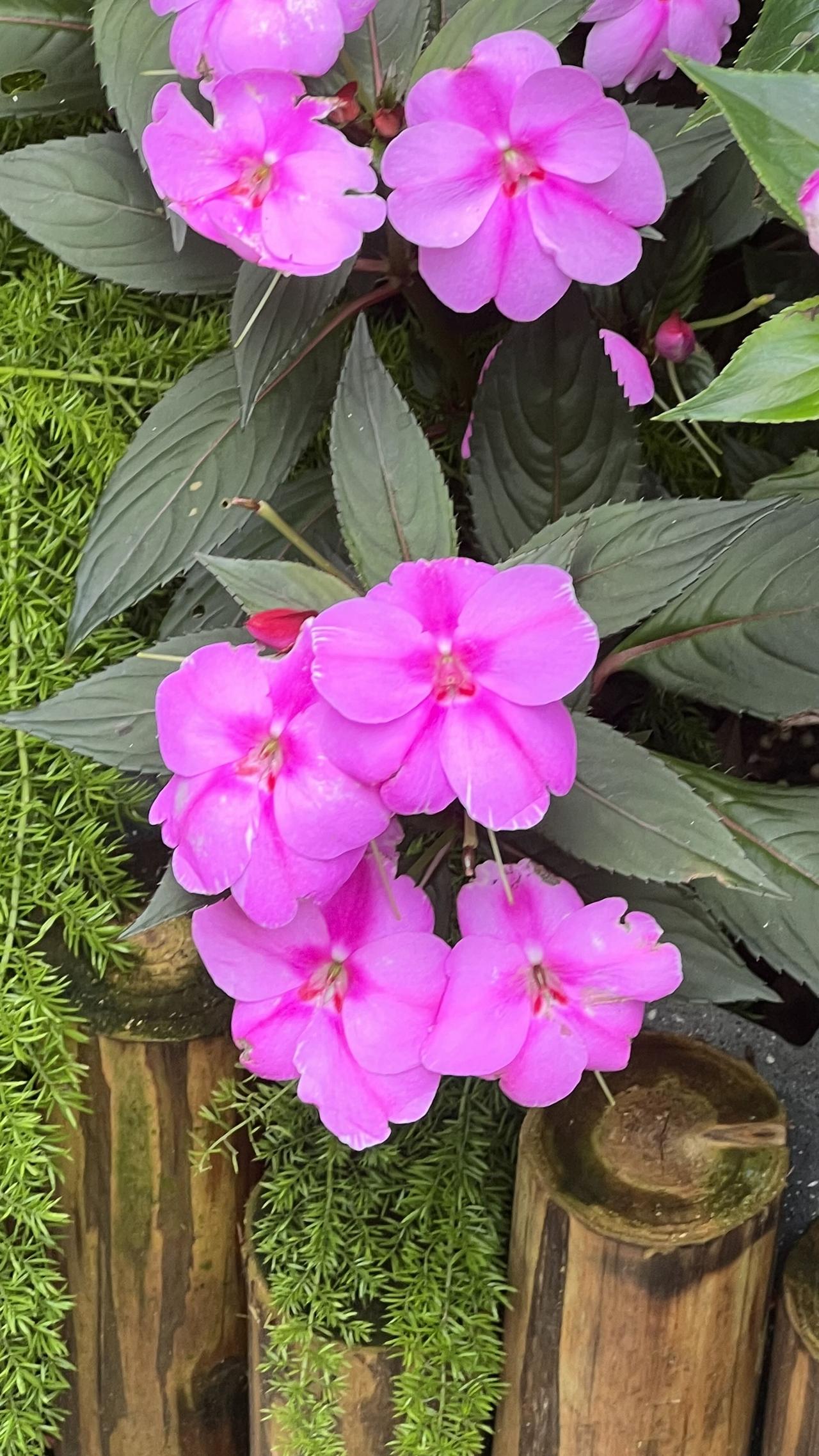 四月第一天，我在旅途中拍摄到的小花朵，靓丽迷人，可爱至极。