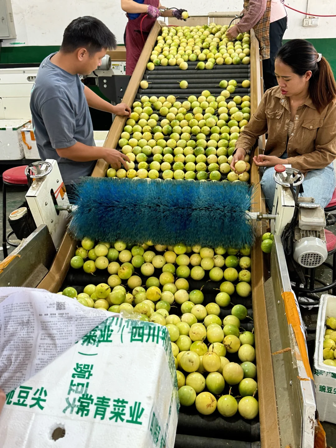 水果界的“小糖包”，酸甜多汁，巨巨巨好吃！