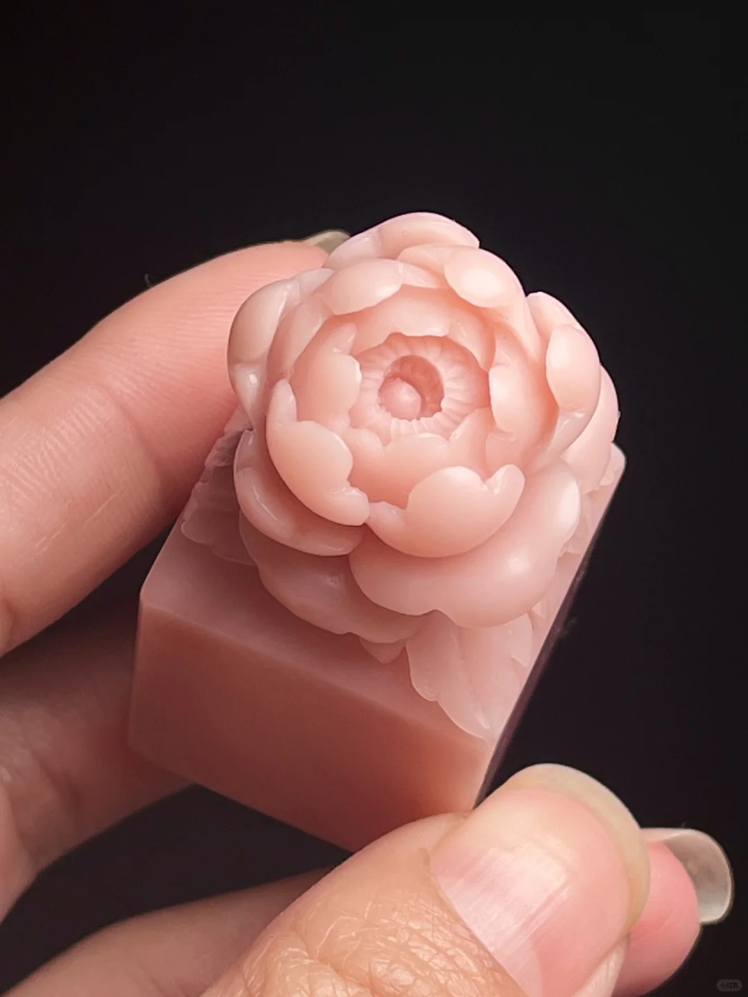 漂亮的粉牡丹