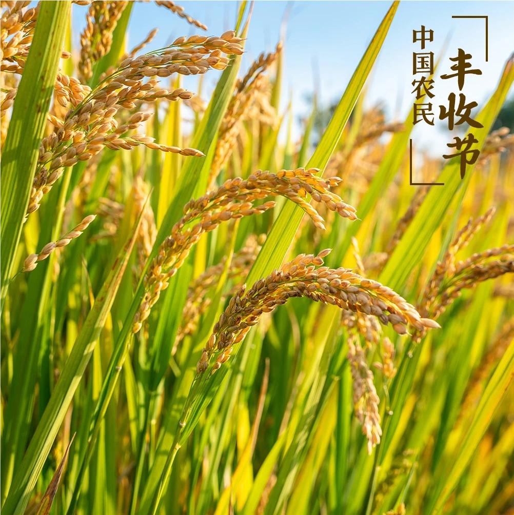 #秋分也是丰收节 #丰收的季节 #金秋收获季 #秋天是金黄是丰收 #农村丰收的喜