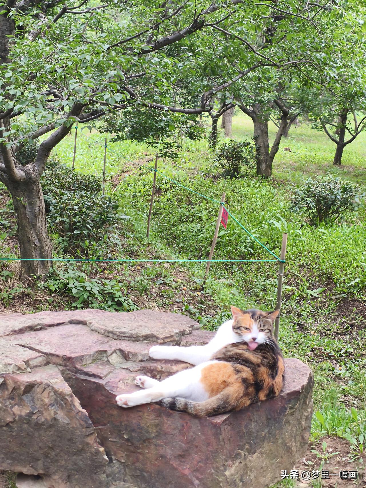 这里的猫大多毛色非常漂亮，身上还没有气味。这就是美好大自然所给予的先天优势吧。我