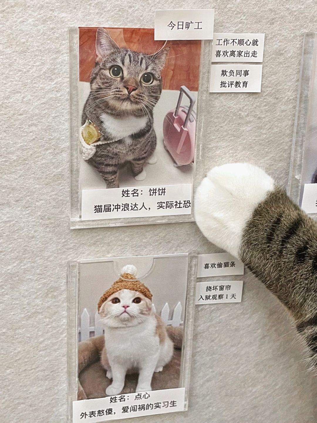 避雷，这家私人猫咖的员工素质真的不行！