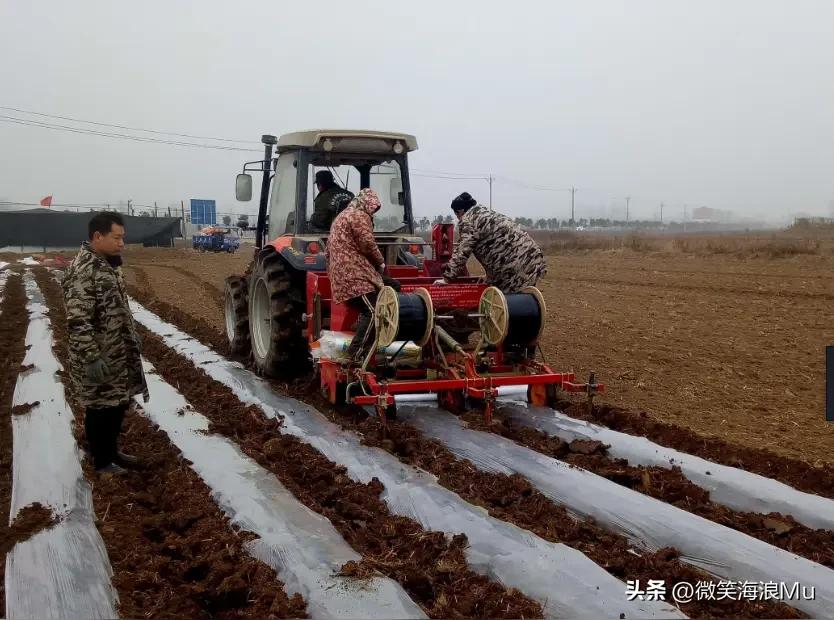 春暖土气上来的早，这气温已经适合利用地膜覆盖技术早播种土豆，抢在裸地土豆上市之前