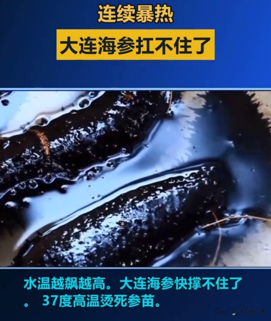高温“烤”验下的自救与突围：大连海参产业迎高温生存大考！

大连海参养殖业正遭遇
