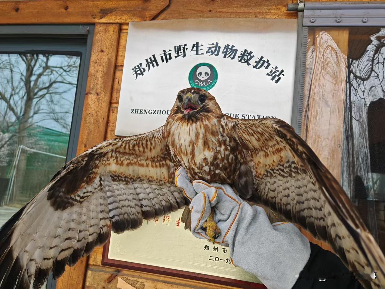 2026年3月18日，郑州市野生动物救护站工作人员，应郑州市爱心人士张女士的求助