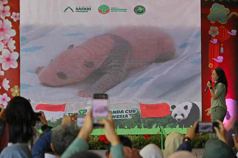 【#印尼首次迎来大熊猫幼仔诞生# 】印度尼西亚政府当地时间6日宣布，印尼首只大熊