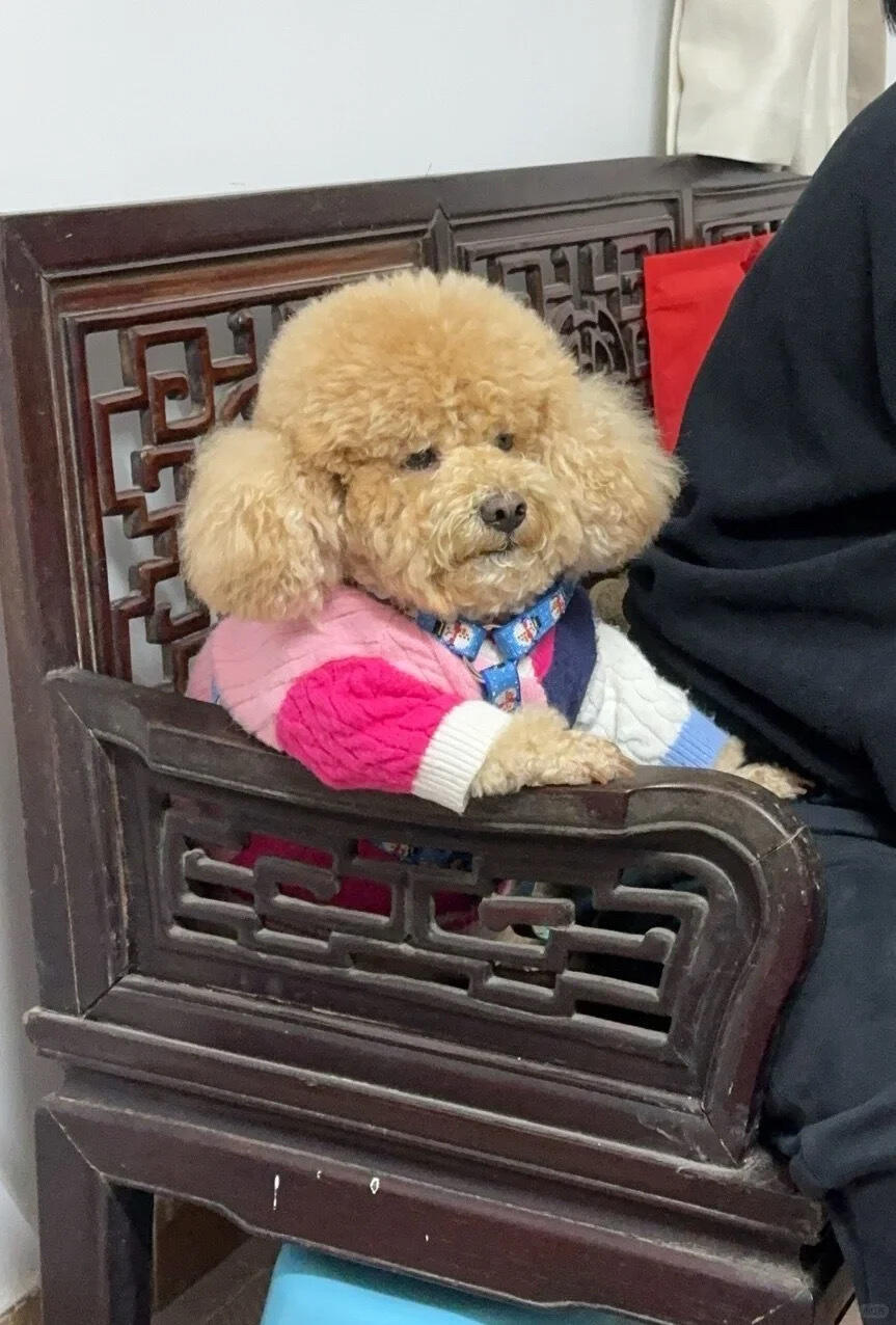 这小狗长得好像退休老干部😂 