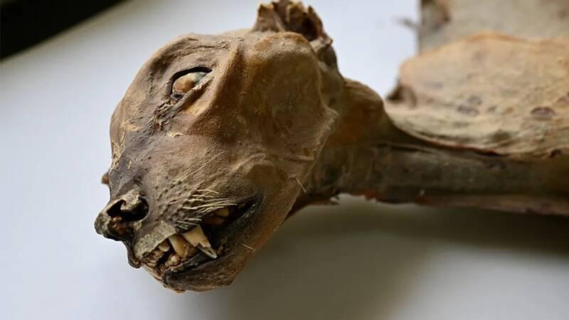 沙特阿拉伯 发现7具保存完好的猎豹"天然木乃伊"(图)与数十具骨骸，死亡时间模跨