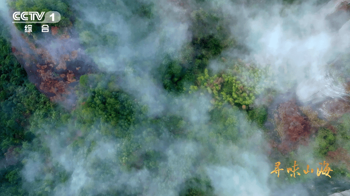 第一次知道老家特产有多牛颜值赛道也让小鸭子闯进来了 颜值即正义？白鹜鸭说：实力才