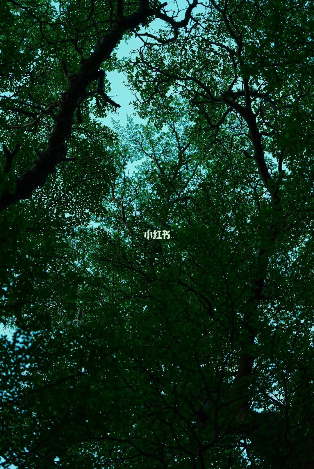 寻找同样喜欢抬头拍树的人🌲