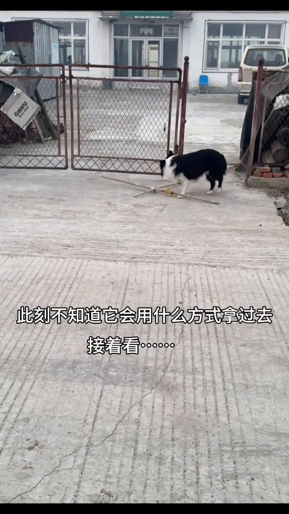 狗界世纪难题：如何叼着木棍顺利进门？
这次比上个视频增加了难度，看边牧能否成功破