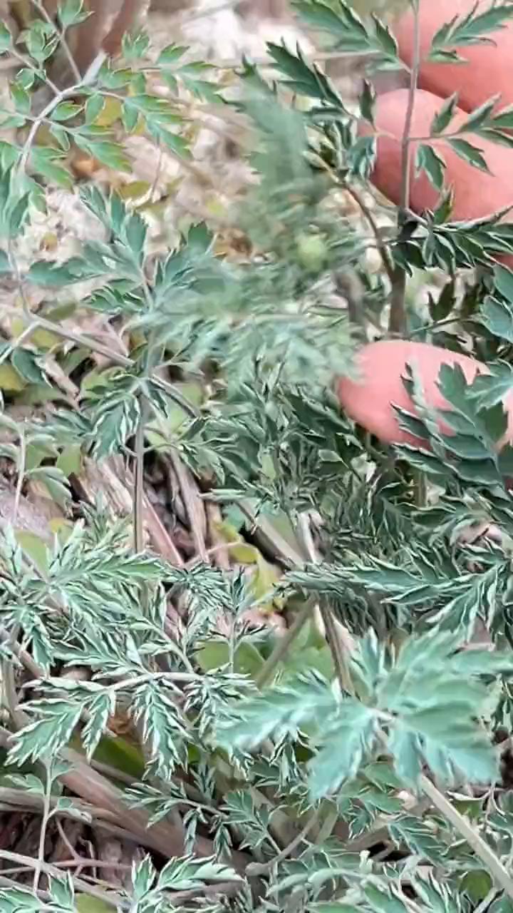 这种植物可不简单，它全草有毒，连牛羊都不敢吃，被人们称为断肠草，会用就是宝。它全