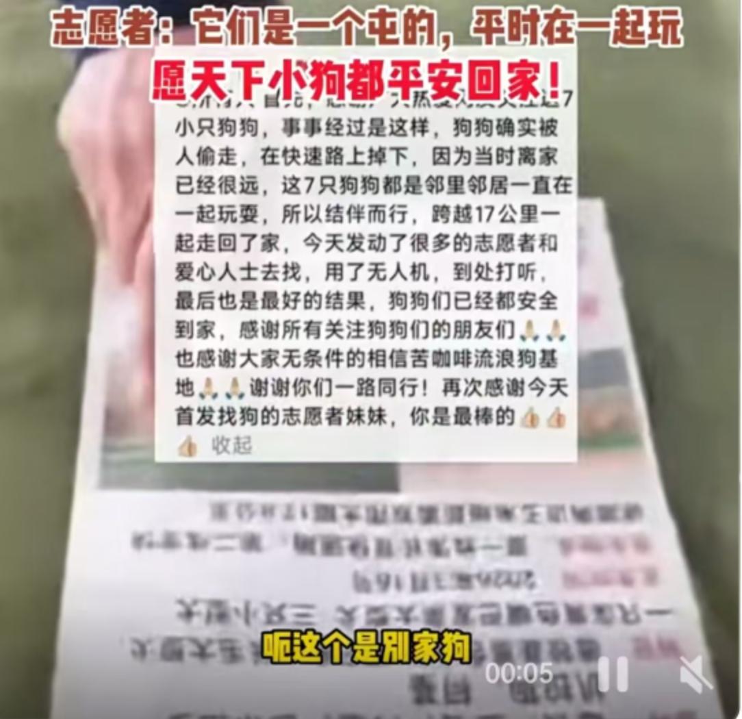 标题：生死时速！7只狗狗被偷后高速“跳车”，跋涉17公里上演现实版大逃亡
3月1