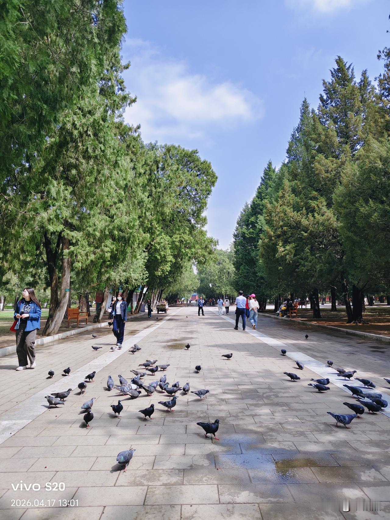 安静的午后，地坛公园来赏鸽子，地坛公园的鸽子不怕人，小孩子跟它一起追逐嘻闹，它也