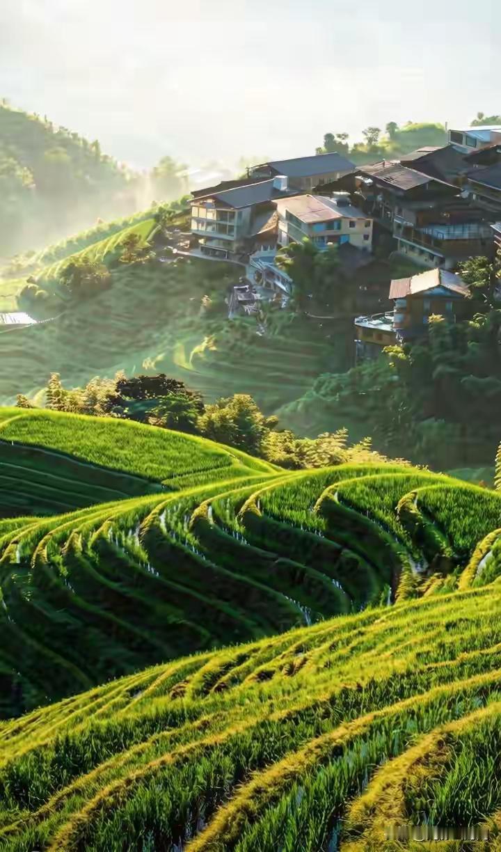 稻趁骄阳晒鳞甲