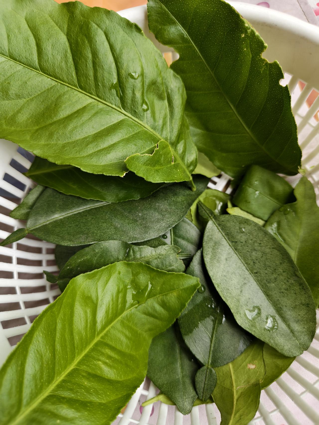 说是在茶里加点柠檬叶会更好喝，那就晒点试。
想想柠檬叶如不摘，经常也是被蝴蝶的幼