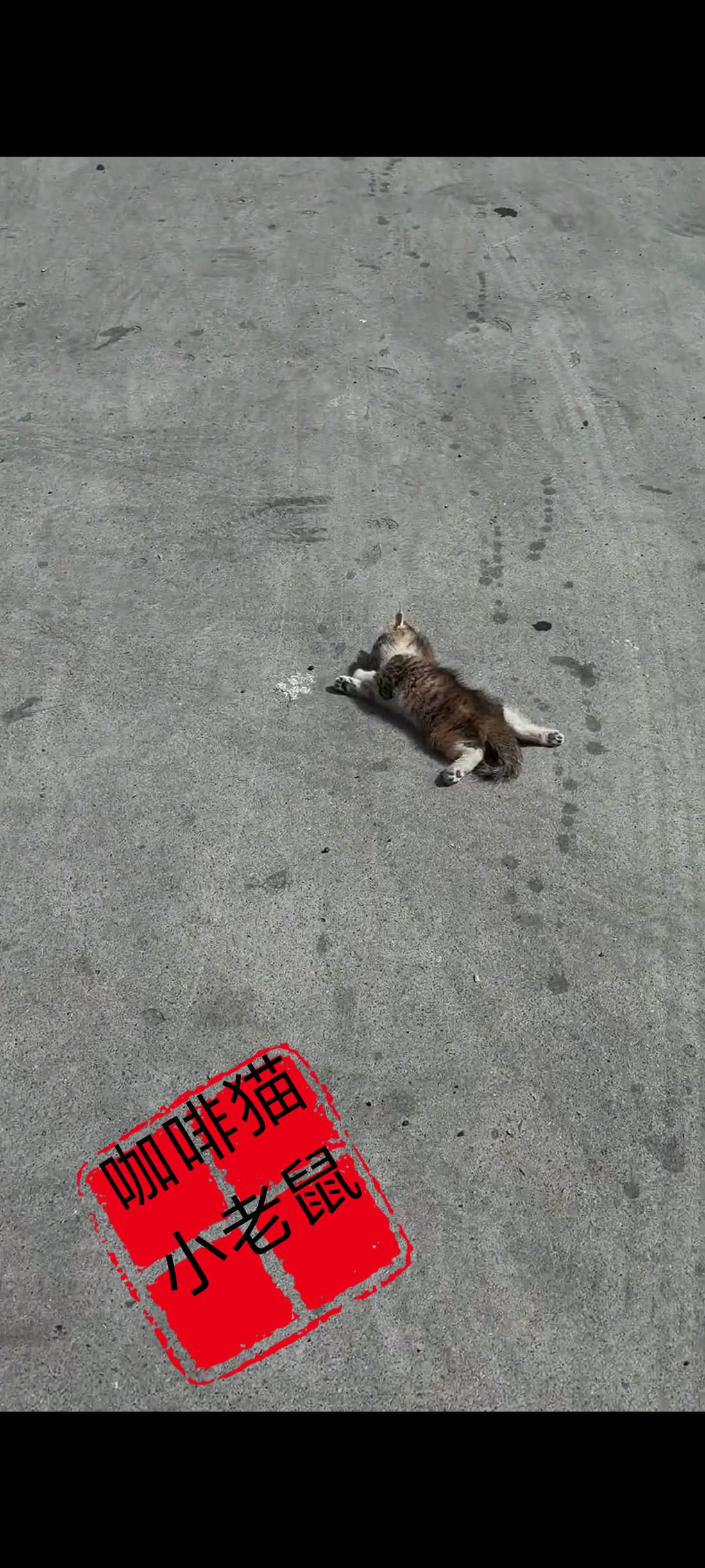 在一处人流量密集的停车场内，一只小猫在休息之际，不幸被身后的一辆小轿车，从她的身