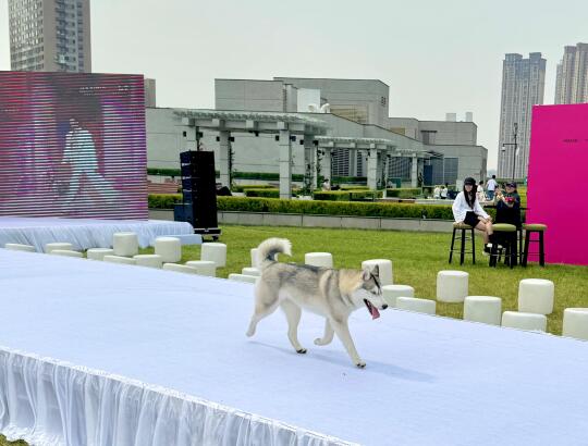 来了！确实出片！小狗走秀