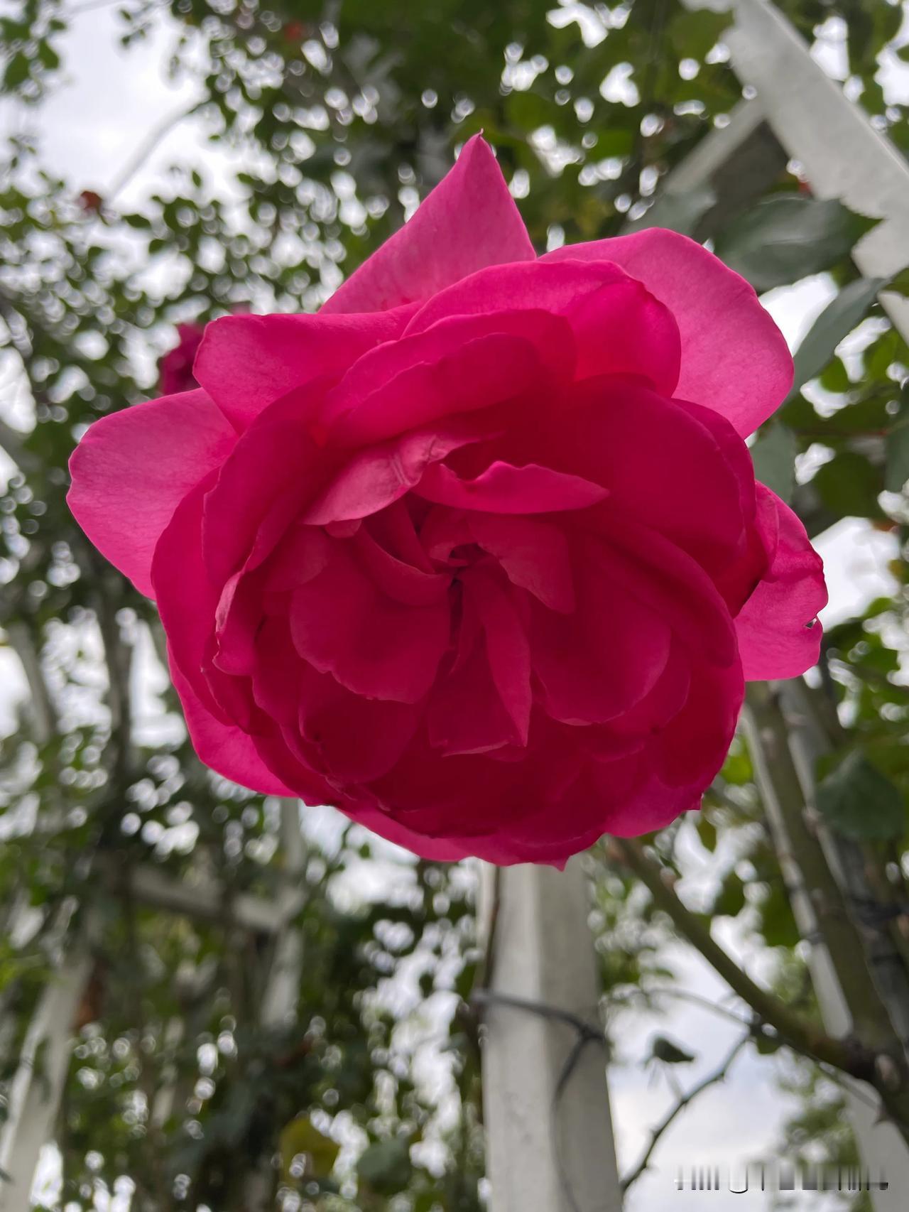 春光灿烂时，一定要来东莞植物园赴一场浪漫之约。踏入园区，月季花海瞬间映入眼帘 ，