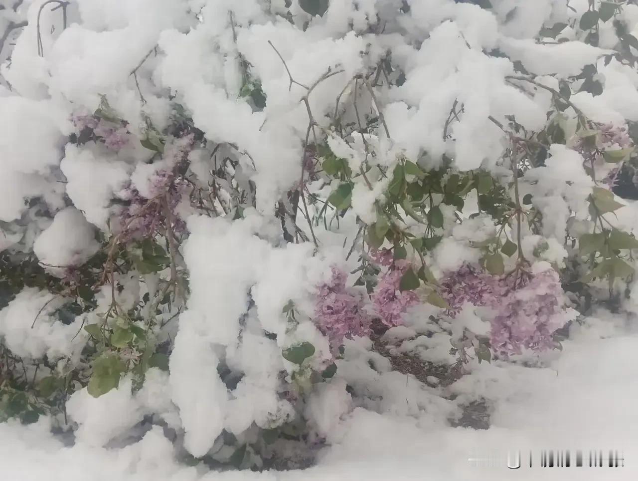 花无百日红
人无千日好

​三分红时还有火
​十分红透即是灰

就像煤炭一样
…