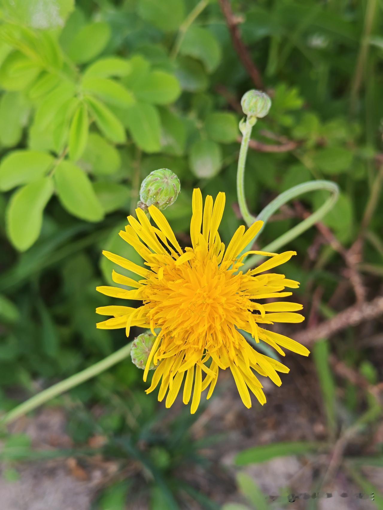 真心话茶局小花