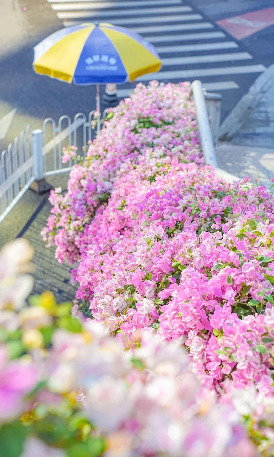 11.5实拍📸接下来花城广州连天桥都美疯了