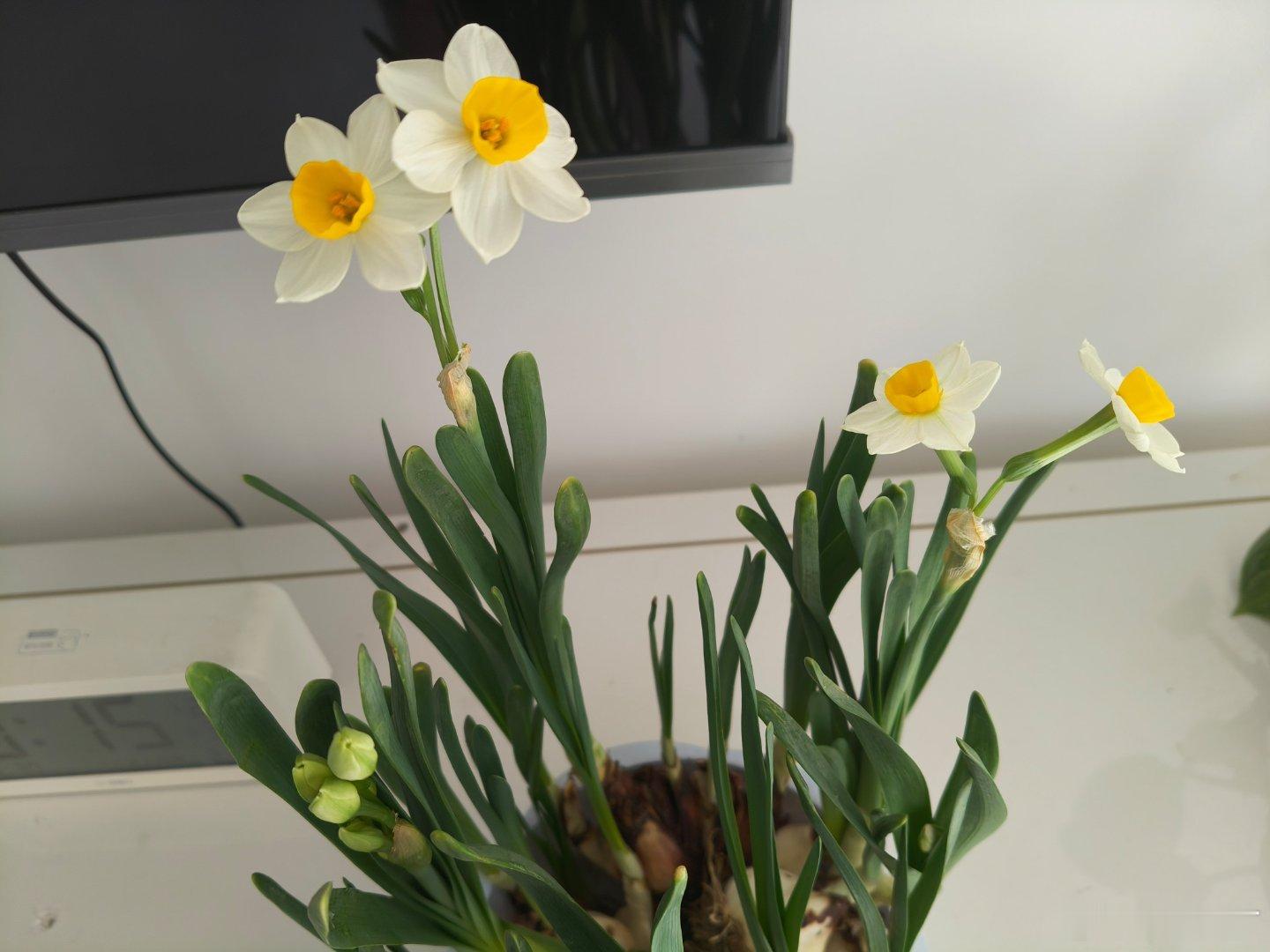 水仙花开了，花中仙子翩翩舞，婷婷立于绿叶间