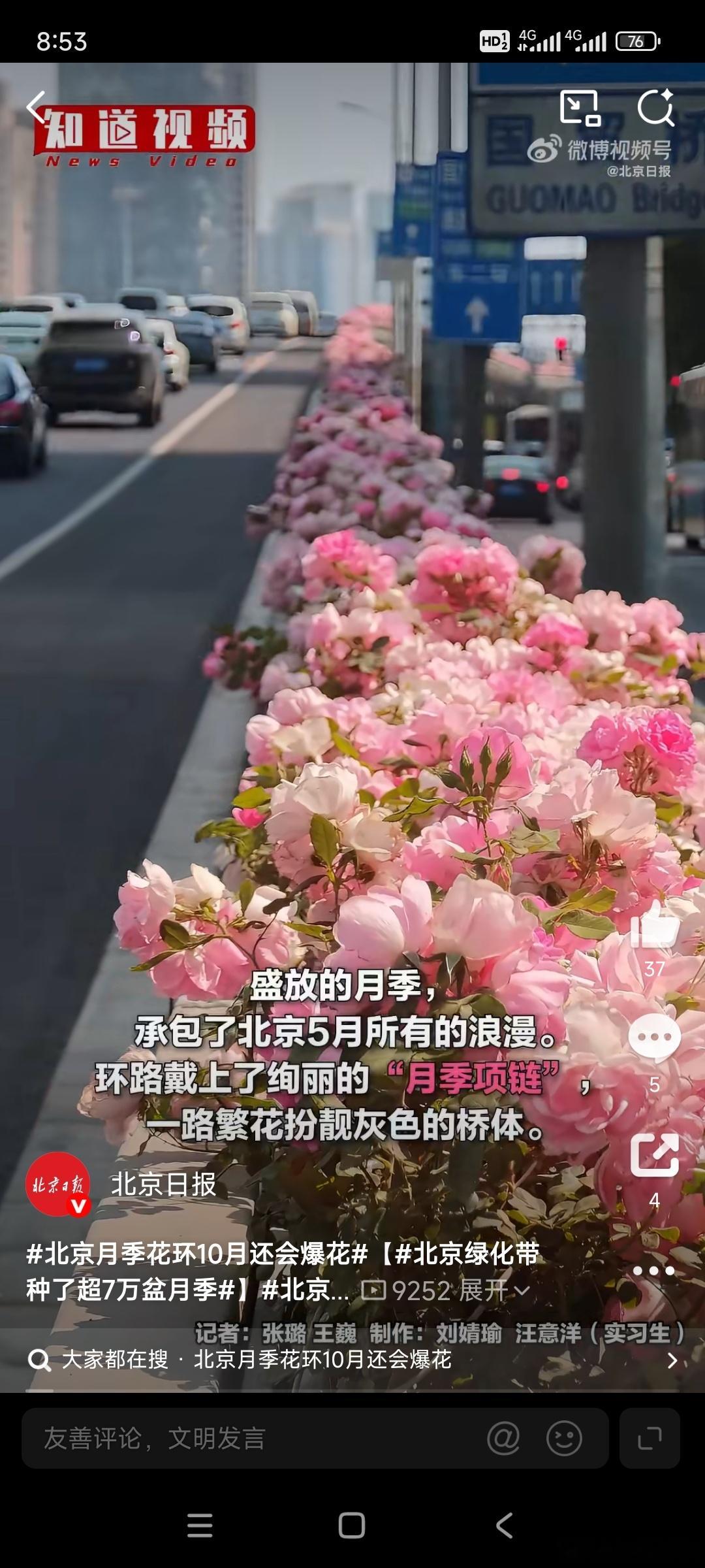 北京绿化带是要考研吗这北京的绿化带也太漂亮了吧，这粉色的月季花也太漂亮了不过广东