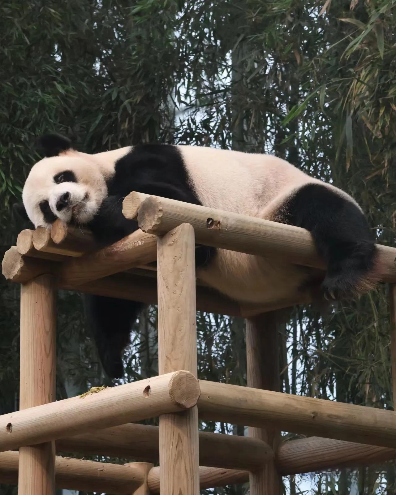 真好，又多活了一天
木架需改进
要兜住乐大爷的肚肚[马思纯的微笑][马思纯的微笑