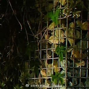 晚安心语 🍃「今天辛苦了，所有情绪都被夜色温柔接纳，安心睡吧，你值得一场好梦。