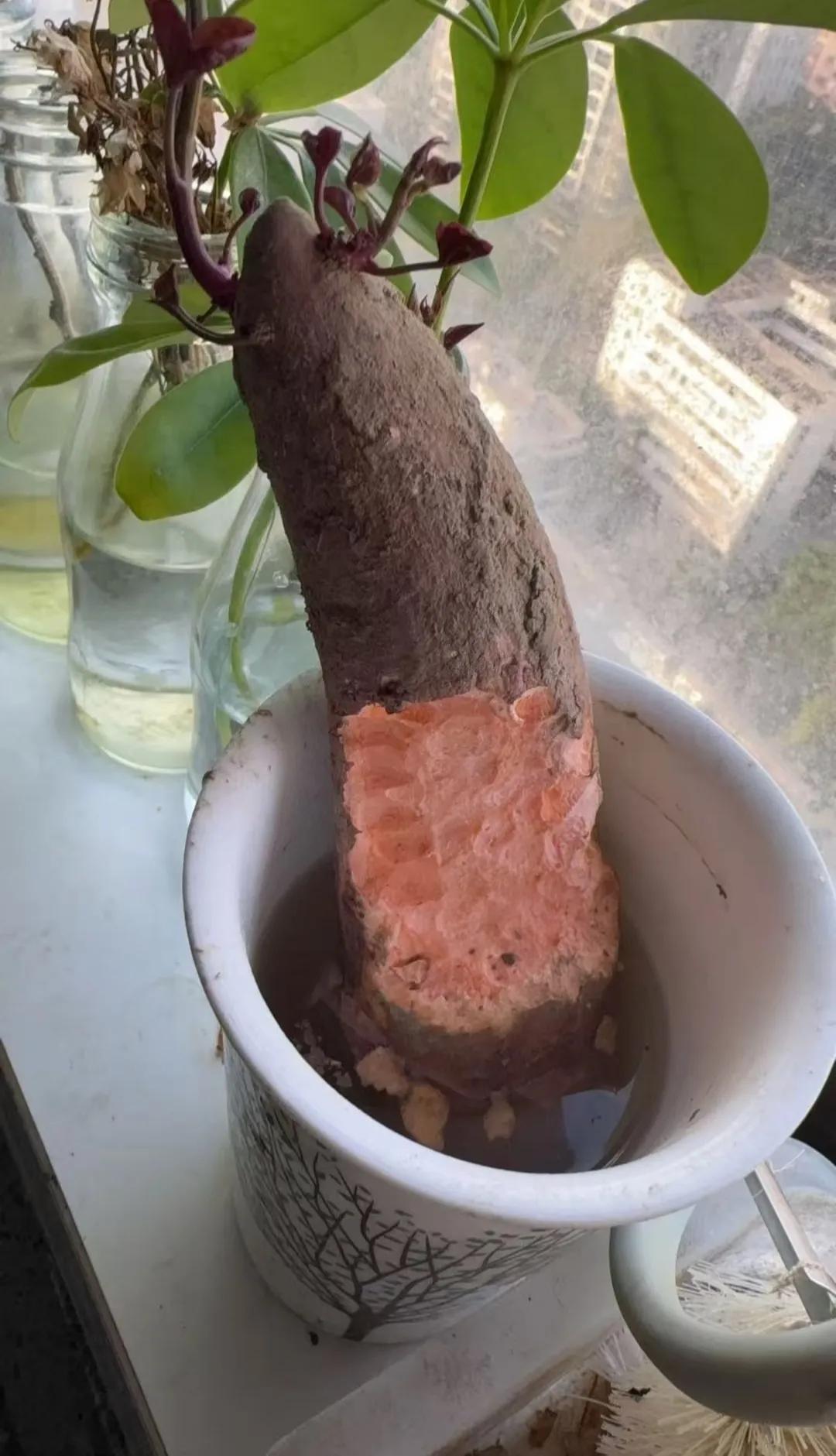 二十多层楼居然也有老鼠？这咬痕是怎么回事？