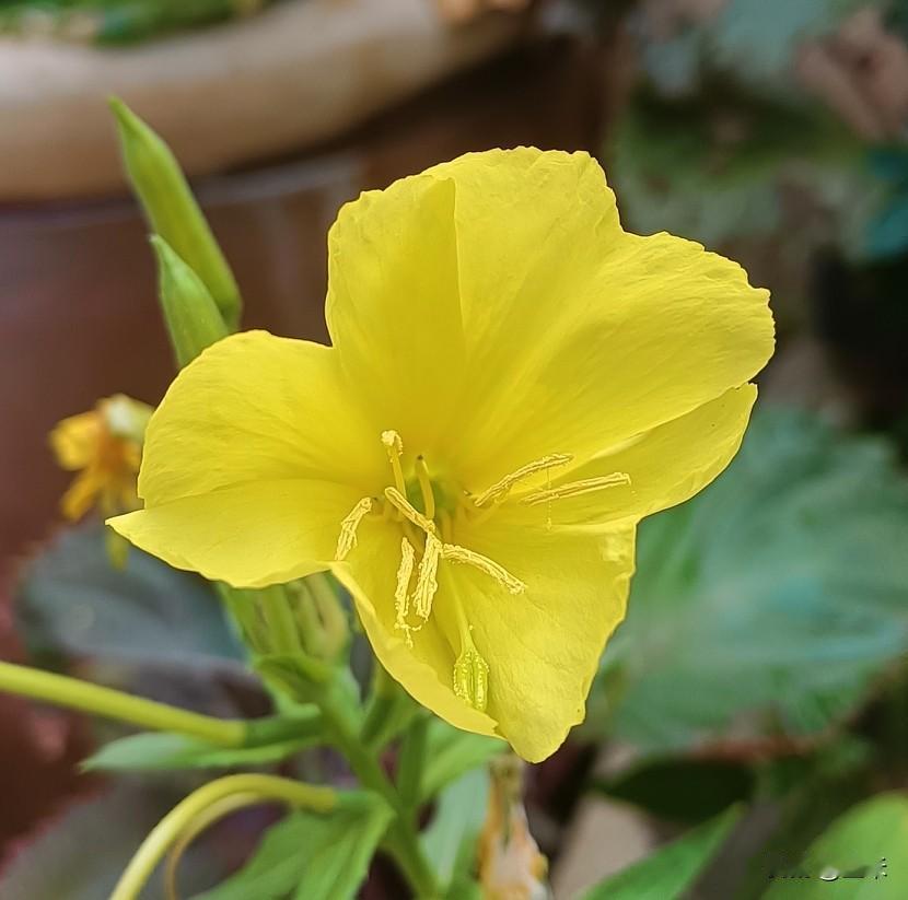 哇，驱蚊的小黄花～～
前几天邻居给了我一棵夜来香，说是驱蚊的花，没想到真是栽活了